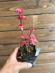 ③出猩々紅葉  デショウジョウモミジ ミニ盆栽 素材 もみじのサムネイル