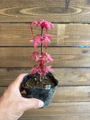 ④出猩々紅葉  デショウジョウモミジ ミニ盆栽 素材 もみじのサムネイル