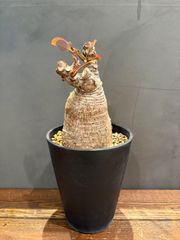 高品質】 極上株 波打ち葉 ブーファン ディスティチャ - メルカリ