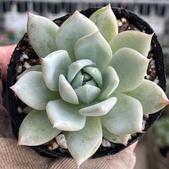 多肉植物 ちょこん ミックスベリア札なし - メルカリ