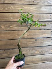 ③姫黄桃 (アセロラ) 花芽付き♪ミニ盆栽♪素材 花の後に赤い綺麗な実