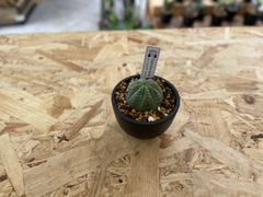 ユーフォルビア オベサ 29 抜き苗発送 - メルカリ