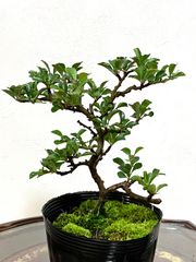 紅長寿梅盆栽 長寿梅盆栽 20cm 147 匿名配送 ‼️ - メルカリ