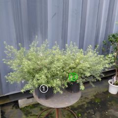 ①スモークツリー マロンホワイト 6号寸 80cm程度 - メルカリ