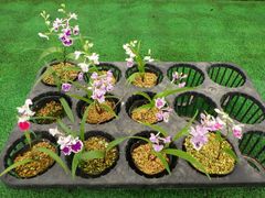 参考出品】絢爛豪華．ウチョウラン軍団！ 参考出品】絢爛豪華