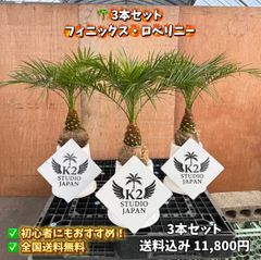 ココスヤシ シルバーリーフ 1本｜南国リゾート庭木 シンボルツリー