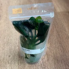 エキノドルス・オパクス タイプA（現物発送）ADA みずくさの森のサムネイル