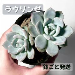 ✡ꫛꫀꪝ✫◈おらいさん❖青札『ラウリンゼxざわわ』葉挿し苗☆2苗