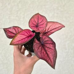 MS180 カラジウム ピンクビューティー 10株セット - メルカリ