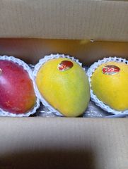 沖縄特産 マンゴー 3kg 訳あり(7〜11玉) - メルカリ
