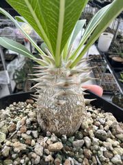 開墾植物 実生株 - メルカリ