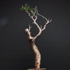 枯れ盆栽 樹齢100年 盆栽 置物 盆栽アート - メルカリ