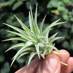 Tillandsia Kautskyi 成長点異常？ 速達発送 - メルカリ