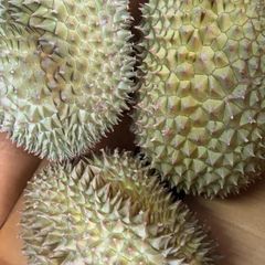 ドリアン 訳あり品 表面一部にカビ 10kg 佐川冷蔵発送 - メルカリ