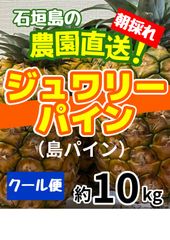 【大きさ個数お任せ】石垣島産 朝採れ ジュワリーパイン 島パイン 約10kg 大きさ個数お任せ】石垣島産 朝採れ ジュワリーパイン 島パイン 約10kg