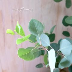 希少♡斑入り♡エバーフレッシュ♡ネムの木♡観葉植物♡インテリア