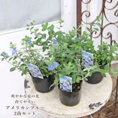 2苗セット 花苗 アメリカンブルー エボルブルス 3号 多年草 夏の花 ナチュラル ガーデン 四季咲きのサムネイル