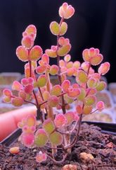 速達便付き 多肉植物 ドロサンテマム キラキラIce crystal 大株 抜き苗