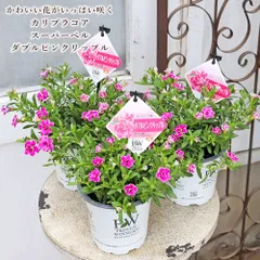 花苗 PW カリブラコア スーパーベル ダブルピンクリップル 4号 多年草 栄養系 八重咲き 明るい 華やか プレゼント ギフトのサムネイル