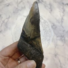 マンモスの歯 化石 標本 骨格 ナウマンゾウ 水石 鑑賞石 - メルカリ