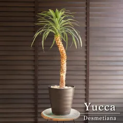 Yucca ユッカ　デスメティアーナ　ロング　元気株　抜き苗発送 2026年最新】ユッカ デスメティアーナの人気アイテム - メルカリ