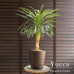 ユッカ デスメティアーナ 7号 Yucca Desmetiana ヤシ 幹立ち 0704BR