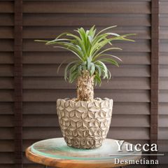 パンダガジュマル 7号 陶器鉢 ピック付 観葉植物 コパンダ ガジュマル