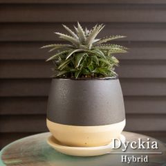 パンダガジュマル 7号 陶器鉢 ピック付 観葉植物 コパンダ ガジュマル