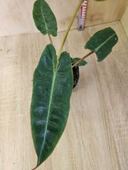 フィロデンドロン レンティ Philodendron lentii 実生 - メルカリ