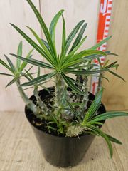 パキポディウム グラキリス 実生 5年株 鉢植え発送 5号鉢 - メルカリ