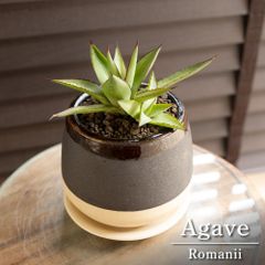 武倫柱 ブランチ 柱サボテン 4号 パキケレウス ブリン柱 ブリンチュウ