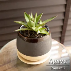 アガベ ロマニー Agave Romanii 4号 信楽焼 陶器鉢 ビザールプランツ 0704GYIVのサムネイル