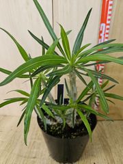 パキポディウム グラキリス 実生 5年株 鉢植え発送 5号鉢 - メルカリ