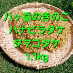 天然きのこ6　ハナビラタケ、タマゴタケ、ヤマドリタケモドキ1.1kgのサムネイル