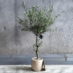 大型 美形 オリーブの木 シプレッシーノ 9号 テラコッタ鉢植え