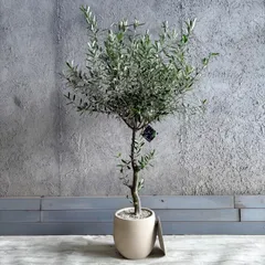 大型　美形　直立性　オリーブの木　souju　シプレッシーノ　9号　テラコッタ鉢植え　ストーンベージュ　受け皿付きのサムネイル