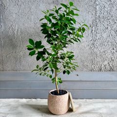 観葉植物 ガジュマル 曲がり仕立て 陶器鉢 植え込み発送 - メルカリ