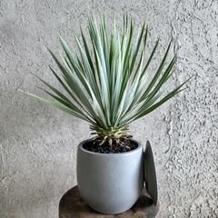 大型 美形 オリーブの木 シプレッシーノ 9号 テラコッタ鉢植え