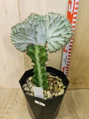 ユーフォルビア　マハラジャ1のサムネイル