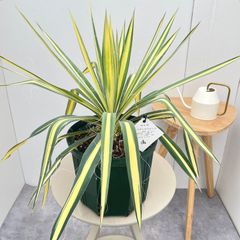 ラフィドフォラ メガスペルマ 斑入り 5【現品】☆希少☆ 観葉植物 室内
