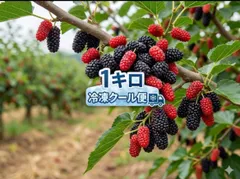 送料無料　【大容量1kg】採れたて急速冷凍 マルベリー（桑の実）500g×2袋のサムネイル