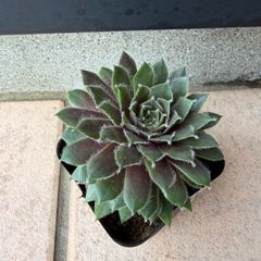 バニラシフォン センペルビウム 抜き苗 多肉植物 - メルカリ