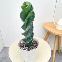 サボテン　セレウス　ペルビアナス　スピラリス　1【現品】☆希少☆ 観葉植物　室内　5号のサムネイル