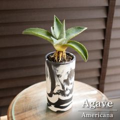パンダガジュマル 7号 陶器鉢 ピック付 観葉植物 コパンダ ガジュマル
