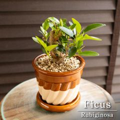 パンダガジュマル 7号 陶器鉢 ピック付 観葉植物 コパンダ ガジュマル
