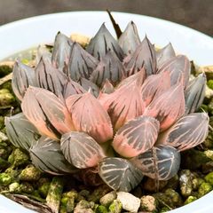 多肉植物 ハオルチア 白帝城錦糊斑 - メルカリ