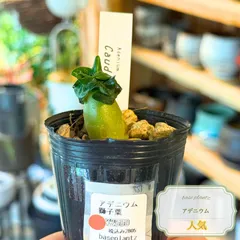 塊根植物（コーデックス） アデニウム 獅子葉 2号（アラビカム ）のサムネイル