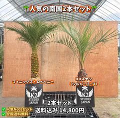 ❇ユッカグロリオサ、コルジルネレッドスター、2点SET ❇ユッカグロリオサ、コルジルネ レッドスター2点SET - メルカリ