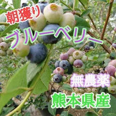 【クール便】ブルーベリー 1.0kg　熊本県産のサムネイル