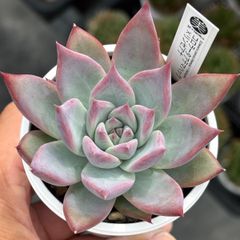 多肉植物 中里リンゼアナ自家受粉種子④ - メルカリ